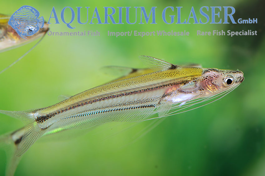 Pseudeutropius moolenburghae - Aquarium Glaser GmbH