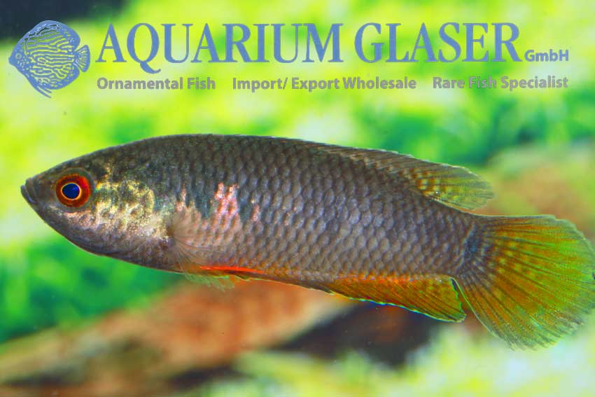 Pseudosphromenus cupanus