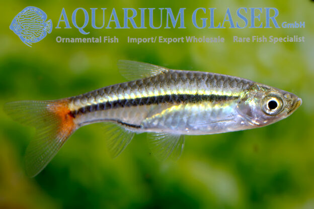 Rasbora borapetensis Aquarium Glaser GmbH