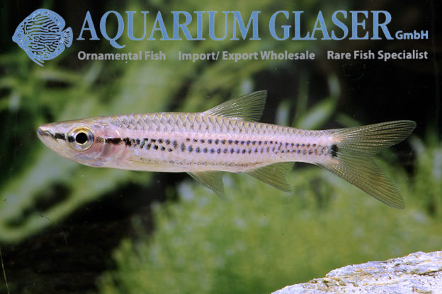 Rasbora cephalotaenia Aquarium Glaser GmbH