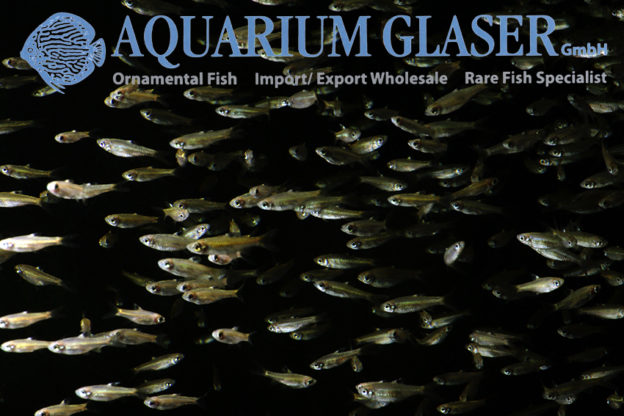 Brevibora dorsiocellata Aquarium Glaser GmbH