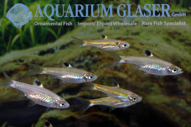 Brevibora dorsiocellata Aquarium Glaser GmbH