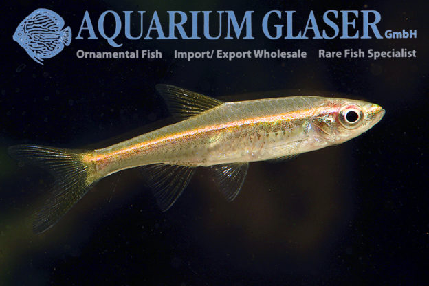 Trigonopoma pauciperforatum Aquarium Glaser GmbH