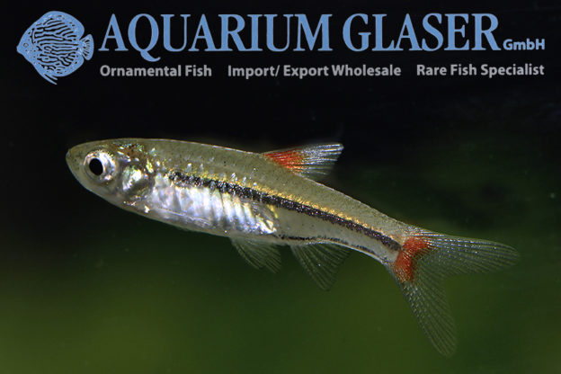 Rasbora rubrodorsalis Aquarium Glaser GmbH