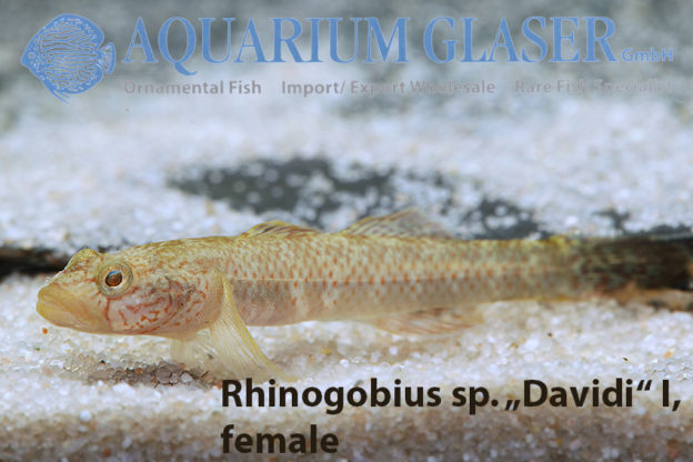 Rhinogobius sp. „Davidi“ Aquarium Glaser GmbH