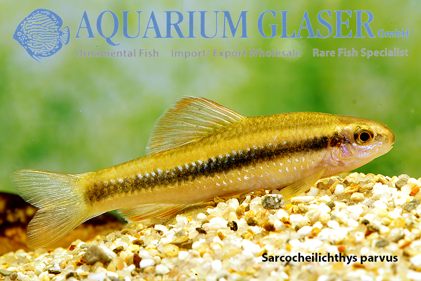 https://www.aquariumglaser.de/wp-content/uploads/453753-sarcocheilichthys-parvus1.jpg