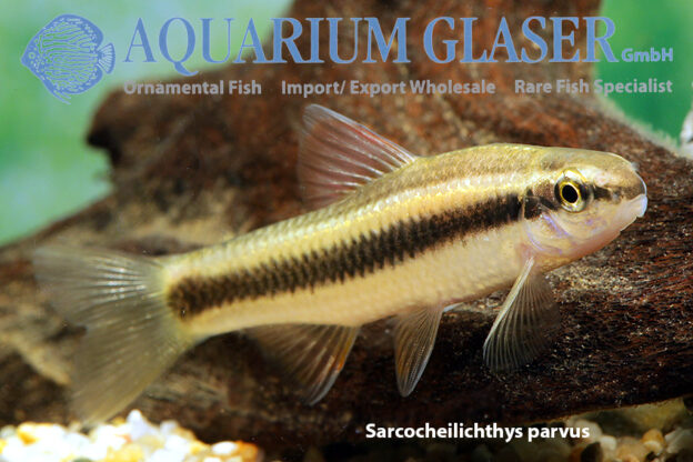 Sarcocheilichthys parvus Aquarium Glaser GmbH