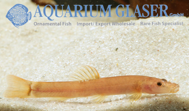 Schistura cf. quasimodo Aquarium Glaser GmbH