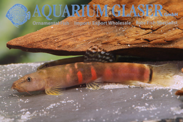 Schistura cf. balteata Aquarium Glaser GmbH