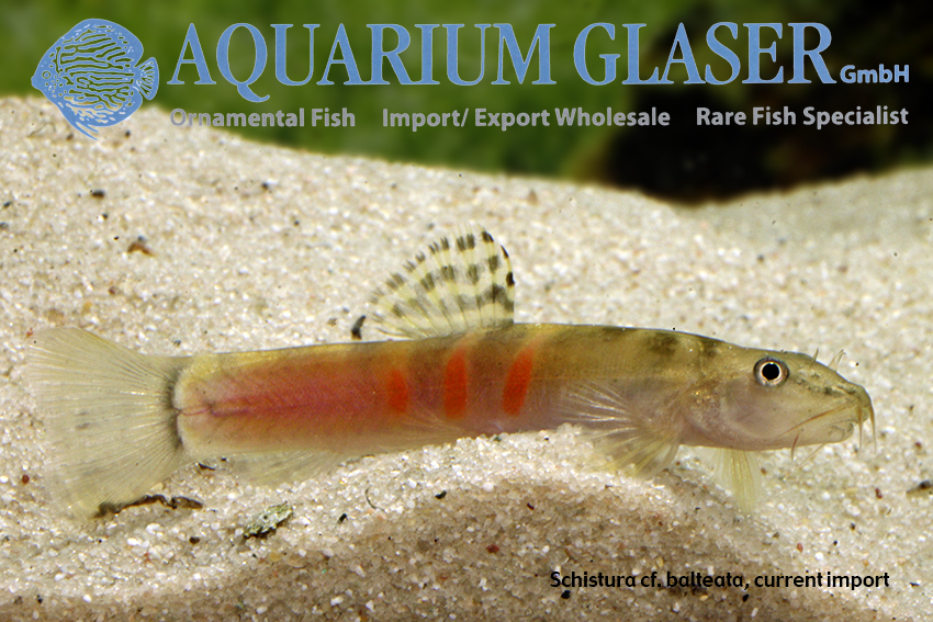 Schistura cf. balteata Aquarium Glaser GmbH
