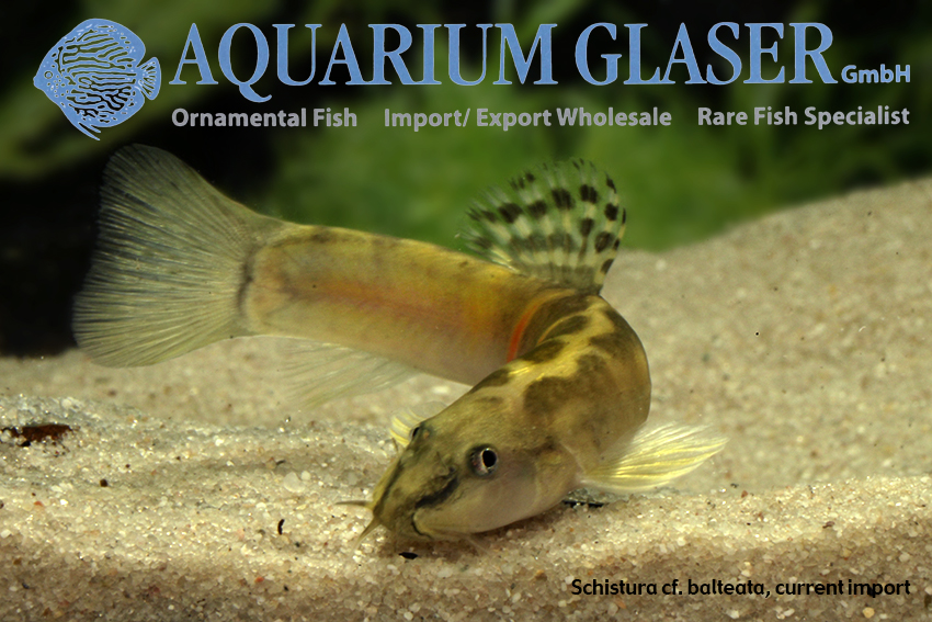 Schistura cf. balteata Aquarium Glaser GmbH