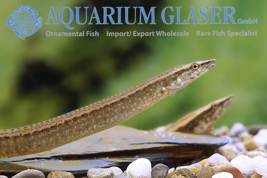 Sinobdella sinensis - Aquarium Glaser GmbH Sinobdella sinensis - Aquarium Glaser GmbH