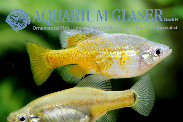 Skiffia francesae - Aquarium Glaser GmbH