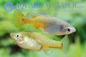 Skiffia francesae - Aquarium Glaser GmbH