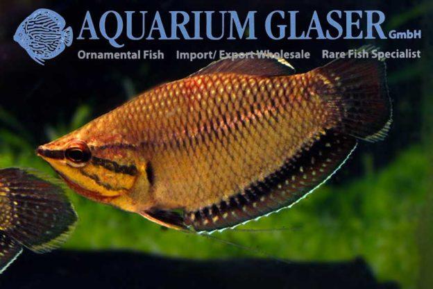 Sphaerichthys vaillanti Aquarium Glaser GmbH