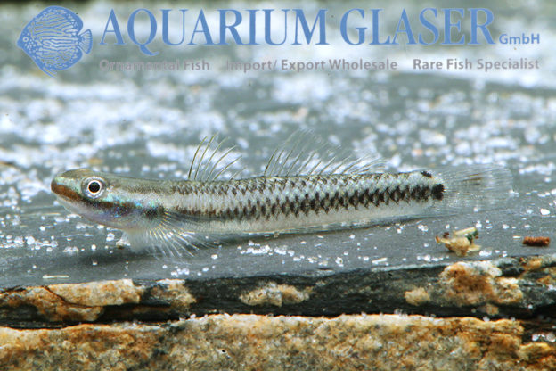 Stiphodon atropurpureus Aquarium Glaser GmbH