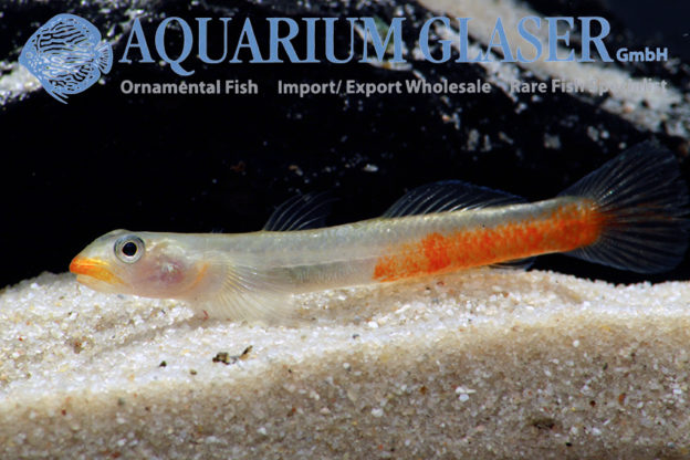 Sicyopus rubicundus Aquarium Glaser GmbH