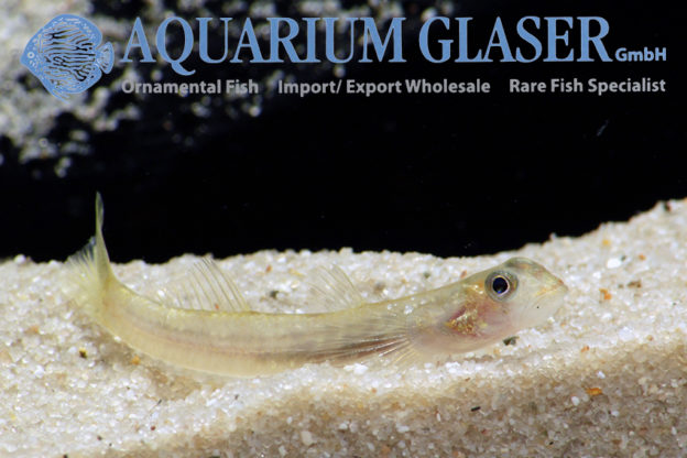 Sicyopus rubicundus Aquarium Glaser GmbH