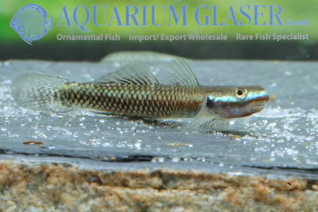 Stiphodon atropurpureus Aquarium Glaser GmbH