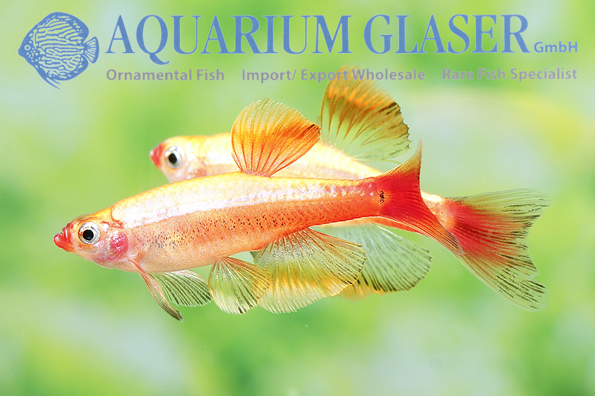 Tanichthys Gold Longfin“ - Aquarium Glaser GmbH