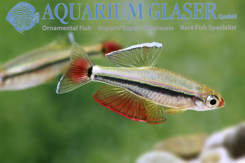 Tanichthys micagemmae – Jewel minnow - Aquarium Glaser GmbH