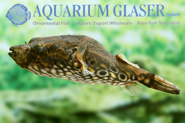 Pao palembangensis (= Tetraodon palembangensis) Aquarium Glaser GmbH