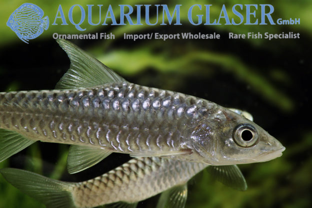 Tor Sp Tor putitora - Aquarium Glaser GmbH
