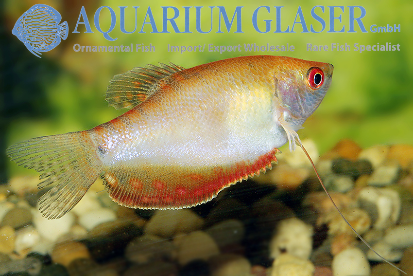 Trichogaster trichopterus Golden Red Eye Aquarium Glaser GmbH