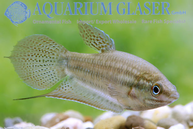 Trichopsis vittata Aquarium Glaser GmbH