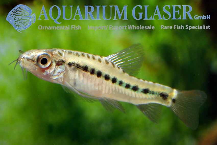 Yunnanilus brevis Aquarium Glaser GmbH