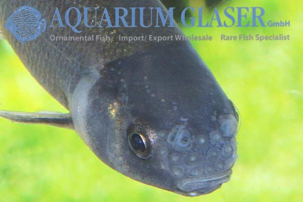 Pimephales promelas natur & gold Aquarium Glaser GmbH