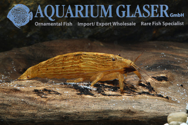 Atyopsis moluccensis Aquarium Glaser GmbH