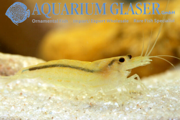Caridina multidentata „Yellow“ Aquarium Glaser GmbH