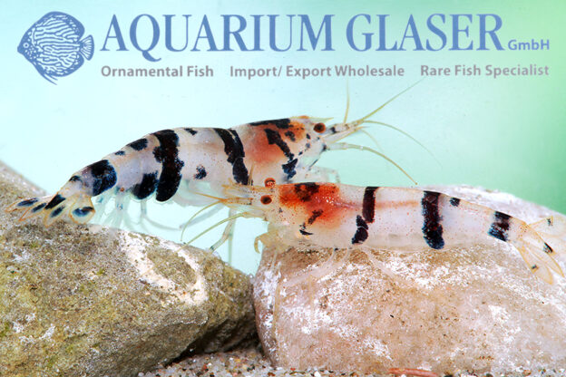 Caridina haivanensis Aquarium Glaser GmbH