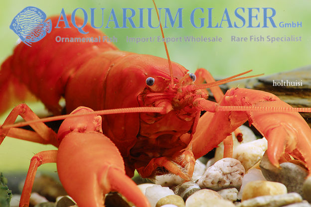 Cherax snowden „Irianto Red“ und Cherax holthuisi Aquarium Glaser GmbH