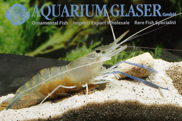 Macrobrachium rosenbergii Aquarium Glaser GmbH