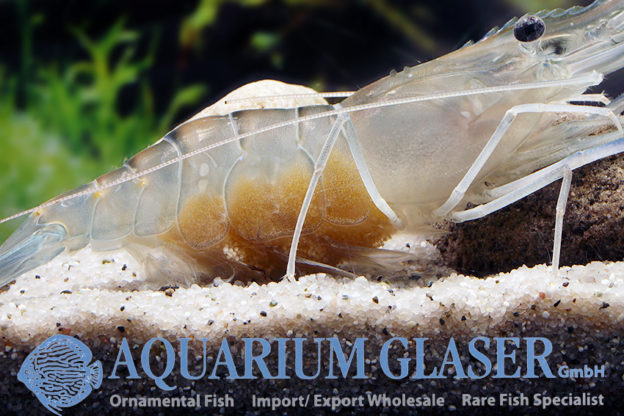 Macrobrachium rosenbergii Aquarium Glaser GmbH