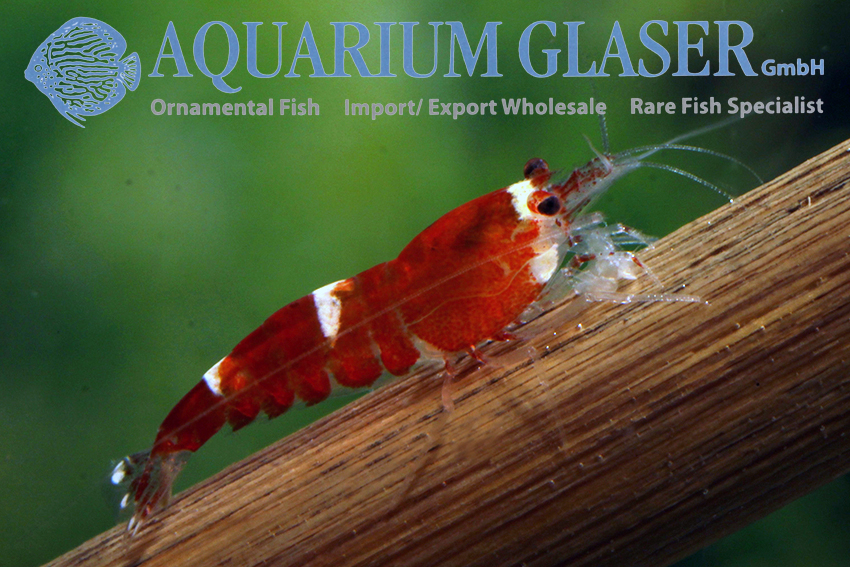 apotek ankel strå Caridina logemanni Crystal Super Red Cologne Strain - Aquarium Glaser GmbH