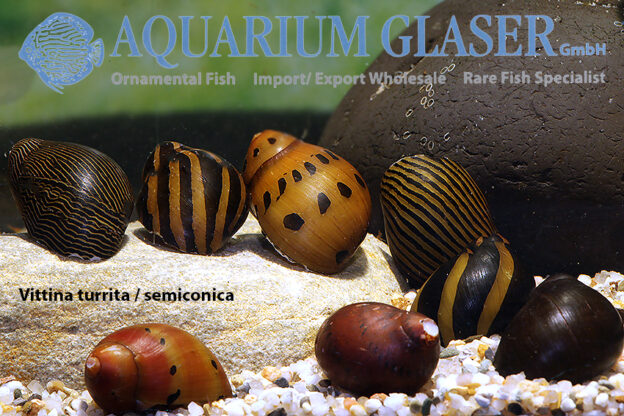 Vittina turrita und V. semiconica Aquarium Glaser GmbH