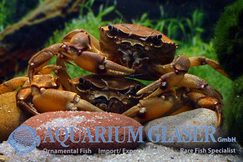 For the first time freshwater crabs from Paraguay Aquarium Glaser GmbH