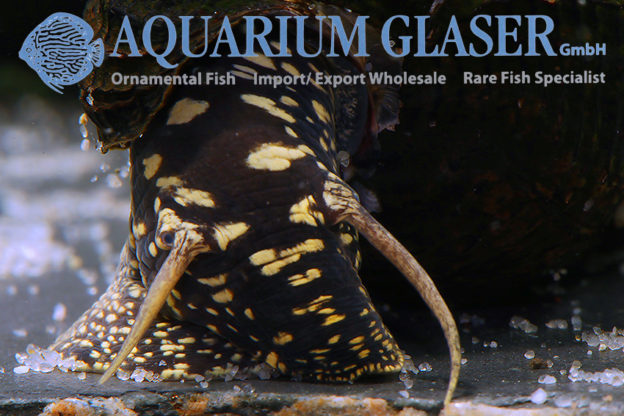 Tylomelania towutensis Aquarium Glaser GmbH