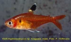 Hyphessobrycon haraldschultzi (= spec. „Araguaia“)
