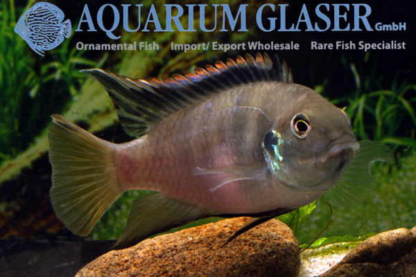 Benitochromis nigrodorsalis Aquarium Glaser GmbH