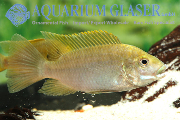 Coptodon gutturosus Aquarium Glaser GmbH