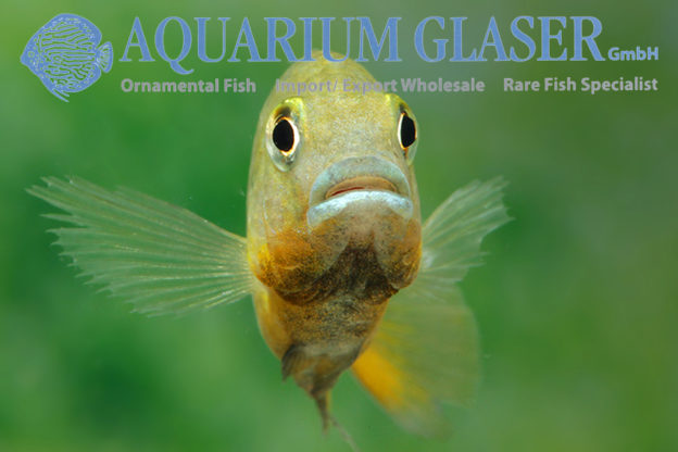 Coptodon gutturosus - Aquarium Glaser GmbH