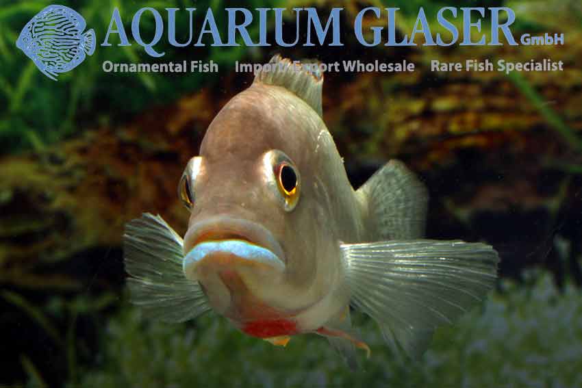 Ctenochromis polli (= Haplochromis polli) - Aquarium Glaser GmbH