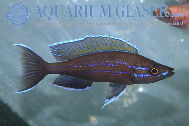 Paracyprichromis nigripinnis „Blue Neon“ Aquarium Glaser GmbH