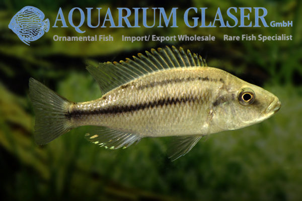 Dimidiochromis strigatus Aquarium Glaser GmbH