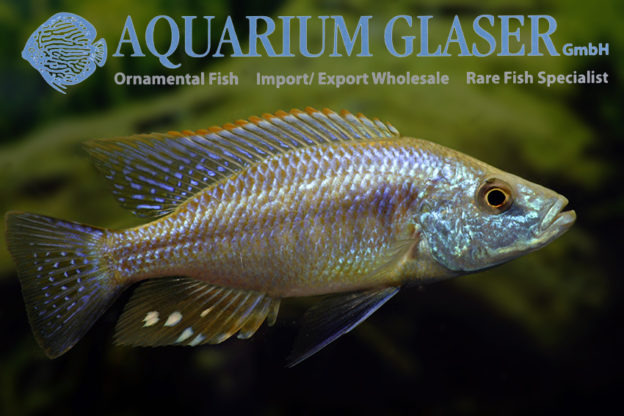 Dimidiochromis strigatus Aquarium Glaser GmbH