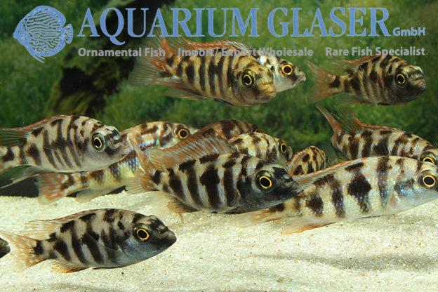 Placidochromis milomo Aquarium Glaser GmbH